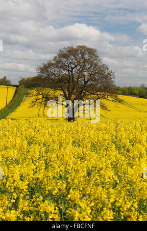 Raps-Feld und einsame Eiche in neue Broughton in der Nähe von Wrexham Stockfoto