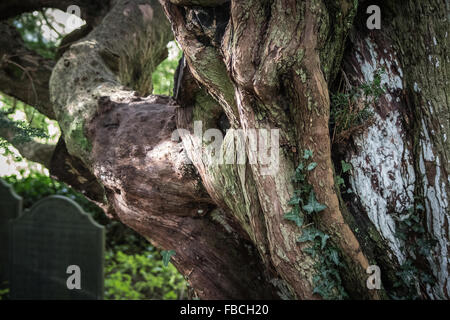 Nahaufnahme der alten Eibe, die Bestandteil einer 700 Jahre alten Allee auf dem Kirchhof von St. Brynach Nevern, Pembrokeshire. Stockfoto