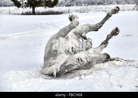 Grey Horse wälzen im Schnee Stockfoto