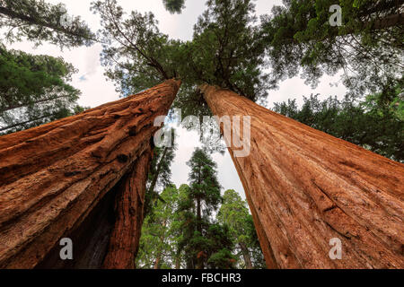 Giant Sequoia Baum Closeup im Sequoia National Park Stockfoto