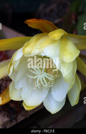 Gelb und weiß blühenden Epiphyllum Stockfoto