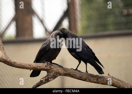 Westlichen Dohlen (Corvus Monedula) Stockfoto