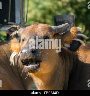 Afrikanische Wald Büffel (Syncerus Caffer Nanus), portrait Stockfoto