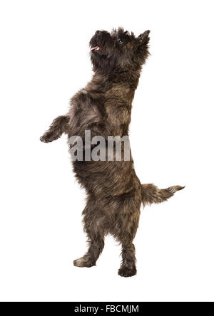 Cairn-Terrier stehend auf zwei Beinen Stockfoto