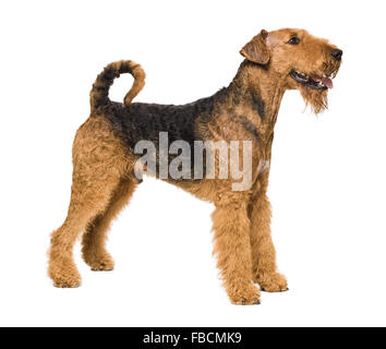 Süße Airedale Terrier isoliert auf weiss Stockfoto