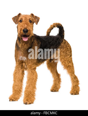 Süße Airedale Terrier isoliert auf weiss Stockfoto
