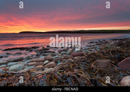 Seetang auf Orkney Küstenlinie Stockfoto