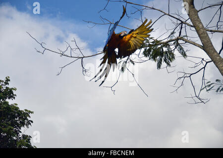 Arara Canindé Voando, blau und gelb Aras fliegen Stockfoto