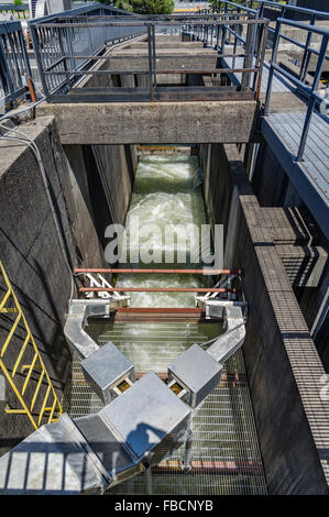 Konkrete Passagen und Separatoren der Fischtreppe am Bonneville Dam.  Cascade Locks, Oregon, USA Stockfoto