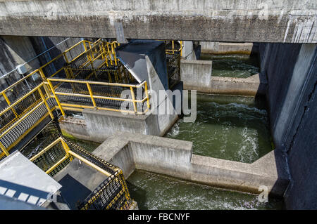 Konkrete Passagen und Separatoren der Fischtreppe am Bonneville Dam.  Cascade Locks, Oregon, USA Stockfoto