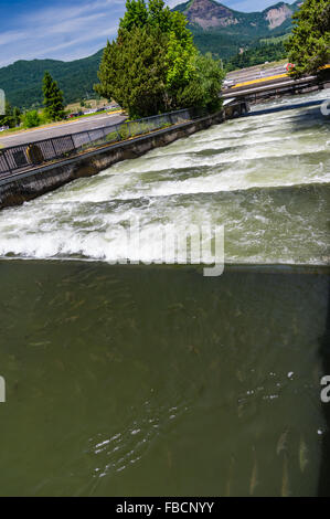 Wasser fließt durch die Fischtreppe am Bonneville Dam.  Cascade Locks, Oregon, USA Stockfoto