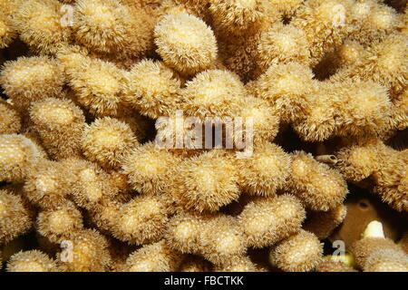 Marine Unterwasserwelt, Buckel Korallen oder Finger Koralle, Porites Porites, Karibik Stockfoto