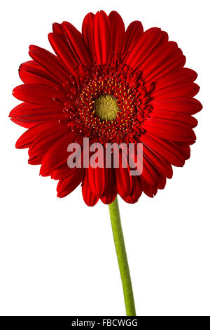 Gerbera Blume isoliert auf weißem Hintergrund Stockfoto