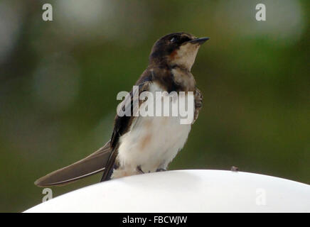 Bintan, Riau-Inseln, Indonesien. 15. Januar 2016. BINTAN, Indonesien - Januar 15: Die asiatische Mehlschwalbe (Delichon Dasypus) sitzen im Garten Beleuchtung auf 15. Januar 2016 in Bintan Island, Indonesien. Die asiatische Mehlschwalbe (Delichon Dasypus) ist ein Singvogel Zugvogel der Schwalbe Familie Hirundinidae. Es hat vor allem blau-schwarze Oberseite, außer seinem weißen Hinterteil und blasse graue Unterseite. Seine drei Unterarten brüten im Himalaya und in Mittel- und Osteuropa Asien und verbringen den Winter niedriger in den Bergen oder in Südostasien. Diese Spezies ist lokal reichlich und baut northwa Stockfoto