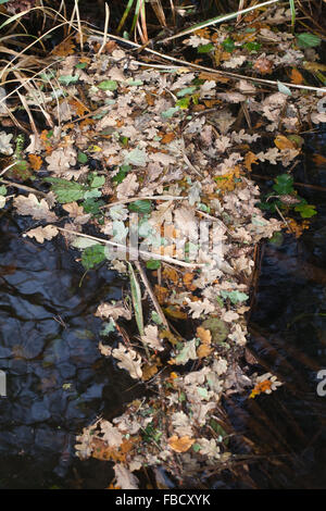 Eiche (Quercus Robur). Herbst Schuppen, Wind geblasen Blätter von Laubbäumen. Schwimmt auf der Wasseroberfläche von einem Deich Broadland. Norfolk Stockfoto