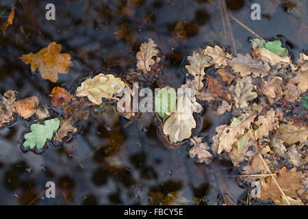 Eiche (Quercus Robur). Herbst Schuppen, Wind geblasen Blätter von Laubbäumen. Schwimmt auf der Wasseroberfläche von einem Deich Broadland. Norfolk Stockfoto