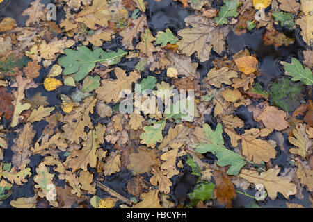 Sturm geblasen Blätter am Deich Oberfläche ansammeln. Stieleiche (Quercus Robur), Moorbirke (Betula Pubescens). Immergrüne Stechpalme Stockfoto