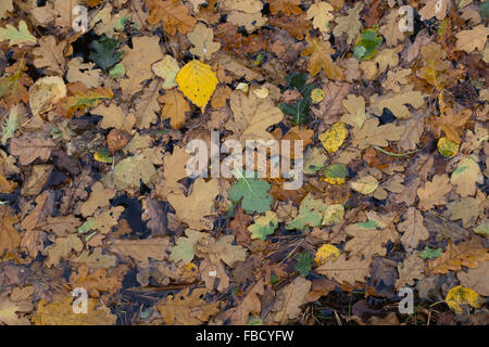 Sturm geblasen Blätter am Deich Oberfläche ansammeln. Stieleiche (Quercus Robur), Moorbirke (Betula Pubescens). Föhre Nadeln Stockfoto