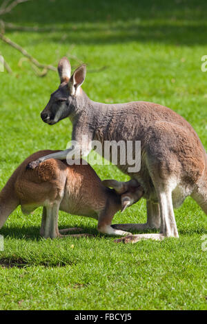 Red Kangaroo Macropus Rufus. Weibchen mit gut gewachsenen Joey oder jung, noch Fütterung Milch aus der Brustdrüse im Beutel der Mutter. Stockfoto