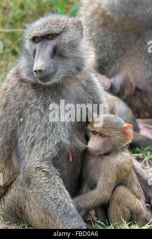 Olive Baboon (Papio Anubis), Weibchen saugen Pub, Lake-Nakuru-Nationalpark, Kenia Stockfoto