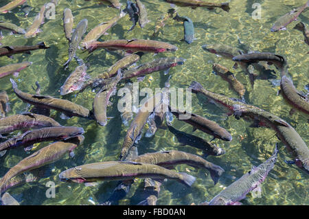 Regenbogenforellen in einem Anzeige-Teich auf dem Bonneville Fish Hatchery.  Cascade Locks, Oregon, USA Stockfoto