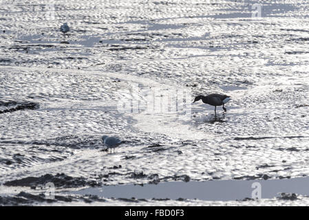 Ein Brent Goose Futtersuche bei Ebbe an Leigh on Sea, Essex Stockfoto