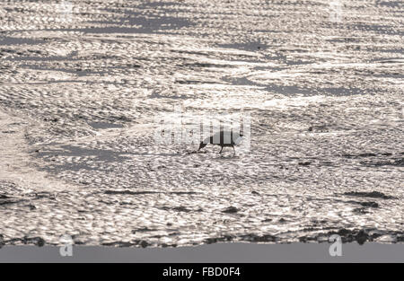 Ein Brent Goose Futtersuche bei Ebbe an Leigh on Sea, Essex Stockfoto