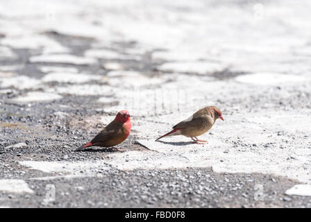 Ein paar rot-billed Firefinchs Fütterung auf dem Boden am Lake Ziway, Äthiopien Stockfoto