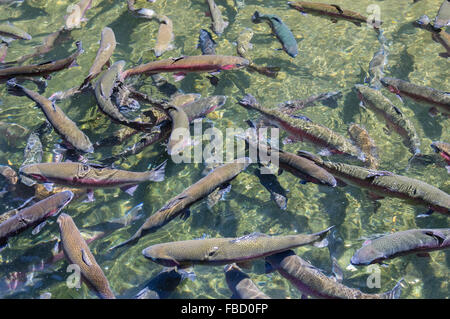 Regenbogenforellen in einem Anzeige-Teich auf dem Bonneville Fish Hatchery.  Cascade Locks, Oregon, USA Stockfoto