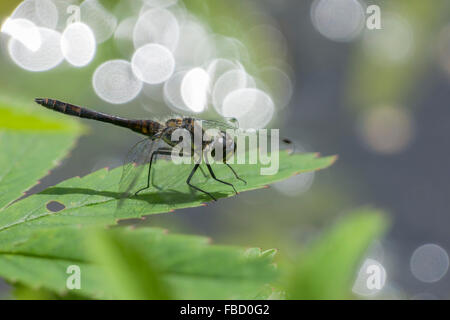 Black Darter (Sympetrum Danae), Männlich, Thüringen, Deutschland Stockfoto