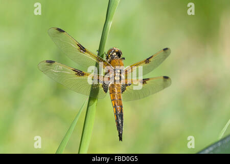Vier-spotted Chaser (Libellula Quadrimaculata), Weiblich, Thüringen, Deutschland Stockfoto