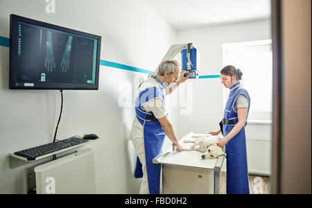 Tierärzte untersuchen Hund in der tierärztlichen Praxis, Röntgen, Österreich Stockfoto