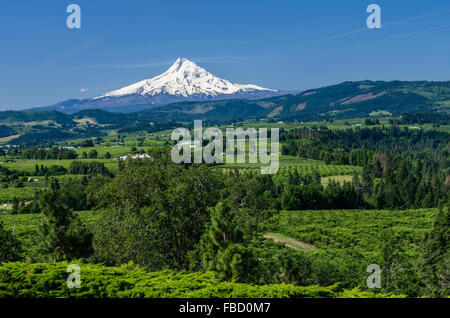 Schneebedeckten Mount Hood mit den Obstgärten von Hood River Valley.  Hood River, Oregon, USA Stockfoto