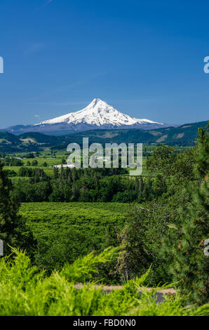 Schneebedeckten Mount Hood mit den Obstgärten von Hood River Valley.  Hood River, Oregon, USA Stockfoto