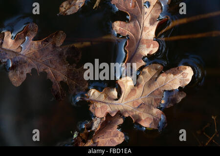 Eiche (Quercus Robur). Herbst Schuppen trockene Blätter schwimmen auf der Wasseroberfläche des Teiches. Stockfoto