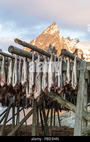 Kabeljau hängen zum Trocknen auf Holzgestellen vor dem Berg Olstinden, Moskenes, Lofoten, Norwegen Stockfoto