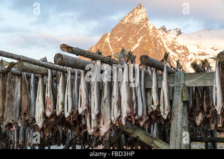 Kabeljau hängen zum Trocknen auf Holzgestellen vor dem Berg Olstinden, Moskenes, Lofoten, Norwegen Stockfoto