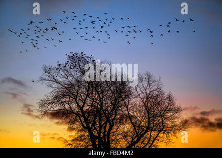 Rufford, Lancashire, Großbritannien, 15. Januar 2016. Wetter Und Wildtiere. Ein "Thrang of Crows" sucht die höheren Boughs auf, um sich im Sonnenaufgang im Morgengrauen nach einer erfrierenden Nacht am Jachthafen zu erwärmen. Tausende Krähen brüten jede Nacht kommunal, sammelten sich in der Dämmerung und landeten zuerst in den Stagingbereichen, bevor sie sich dem Hauptroostbereich anschlossen. Niemand weiß noch, warum Krähen in so großen Zahlen zusammenharren; man kann nur raten. Stockfoto