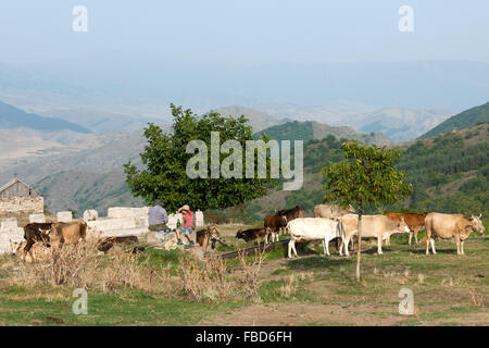 Georgien, Samzche-Dschawacheti, Achalziche, Landschaft Beim Kloster Sapara, Kuhherde Mit Hirte Stockfoto