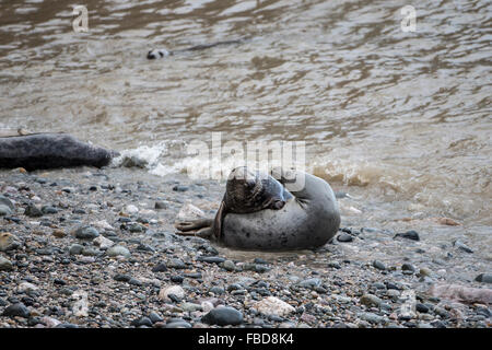 Ein paar von Atlantic grau grau versiegelt Halichoerus Grypus spielen auf Kies am Rand des Wassers während der Brutzeit Stockfoto