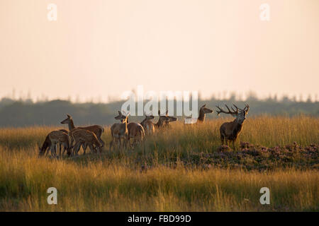 Herde von Rotwild / Rotwild (Cervus Elaphus) mit Gebrüll Spurrinnen Hirsch, Saison, in der Morgendämmerung, im golden schimmernden Grünland. Stockfoto