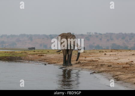 Afrikanischen Busch Elefant (Loxodonta africana) an den Rand des Wassers, Chobe River, Botswana, Afrika Stockfoto