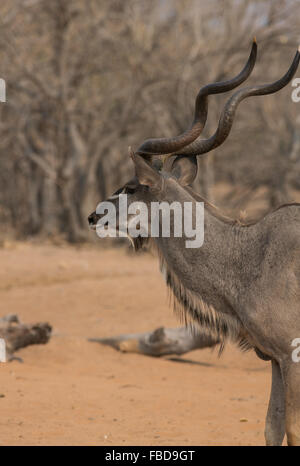 Profil anzeigen von einem erwachsenen Mann mehr Kudu (Tragelaphus strepsiceros), Chobe National Park, Botswana, Afrika Stockfoto