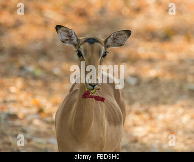 Weibliche Impalas (Aepyceros melampus) Fütterung auf eine Blume, South Luangwa, Sambia, Afrika Stockfoto