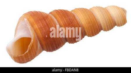leere Spirale Weichtier Schale der Meeresschnecke Conus isoliert auf weißem Hintergrund Stockfoto