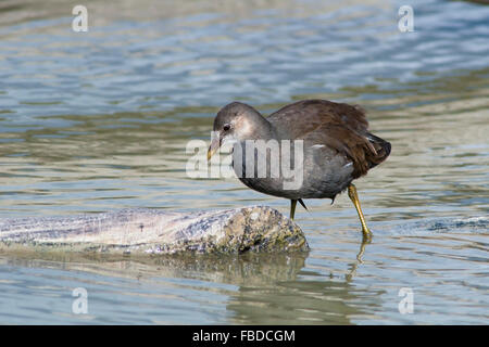 Teichhühner, Gallinula Chloropus (Ralidae). Jungen auf Nahrungssuche auf Flachwasser. Stockfoto