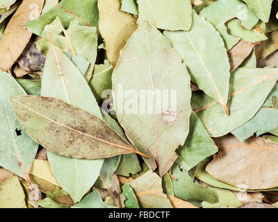 Essen-Hintergrund - getrockneten grünen aromatischen Lorbeerblätter Stockfoto