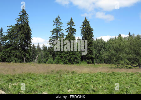 Wald in Kladska Torf Stockfoto