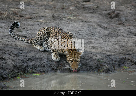 Ein afrikanischer Leopard (Panthera pardus pardus) Trinken an einem Wasserloch, South Luangwa, Sambia, Afrika Stockfoto