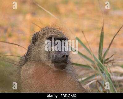 Eine Nahaufnahme headshot eines afrikanischen chacma Baboon (Papio ursinus). Okavango Delta, Botswana, Afrika. Stockfoto